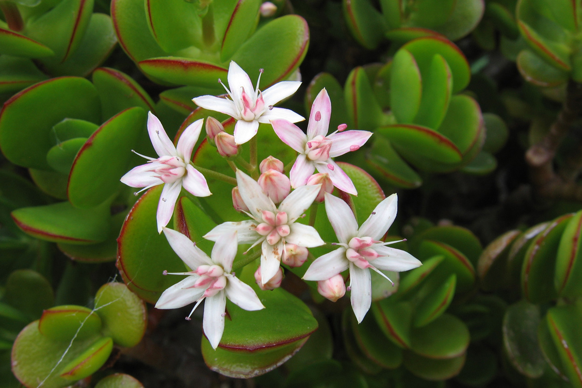 Crassula ovata (1).jpg